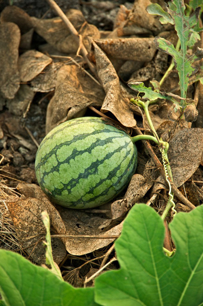 Taiwan_2009_Tainan_City_Organic_Farm_Watermelon_FRD_7962