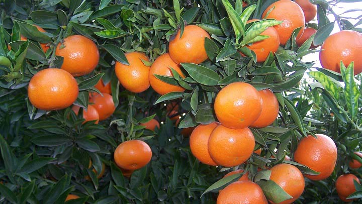 Propiedades y beneficios de la mandarina, una golosina natural