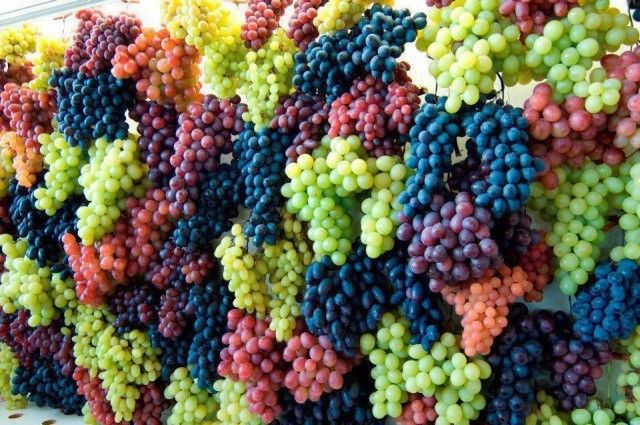 Diferentes variedades de uvas