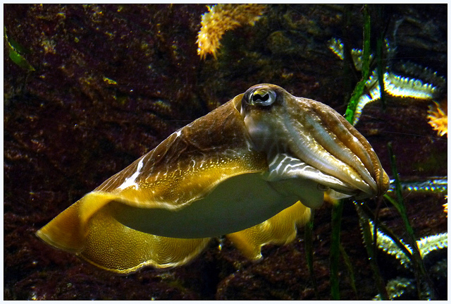 El calamar, mucho más que comida de chiringuito | HCMN
