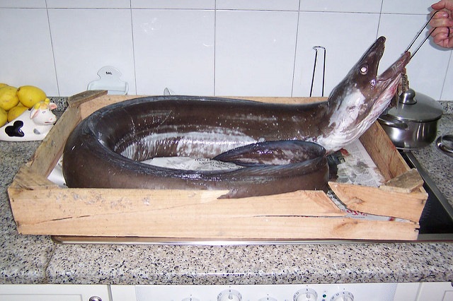 El congrio o anguila de mar, un pescado lleno de propiedades | HCMN
