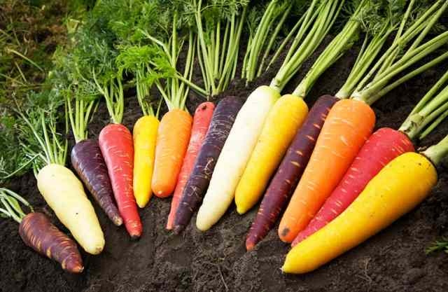 Beneficios y propiedades de la zanahoria | HCMN