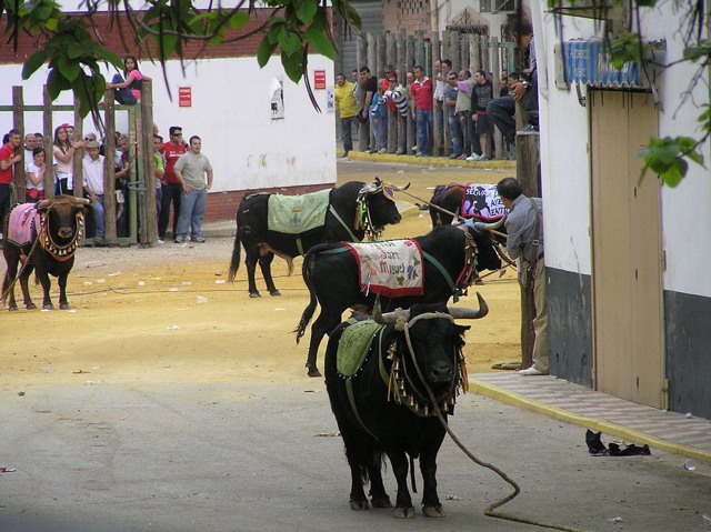 Fiestas de San Marcos en Beas de Segura (Jaen) | HCMN