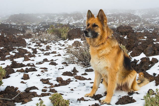 ¿Es recomendable abrigar a los perros en invierno? | HCMN