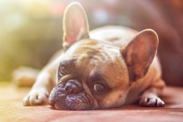 Mi perro está triste, ¿será depresión? | HCMN