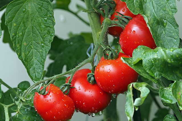El tomate, el rey de tu cocina | HCMN