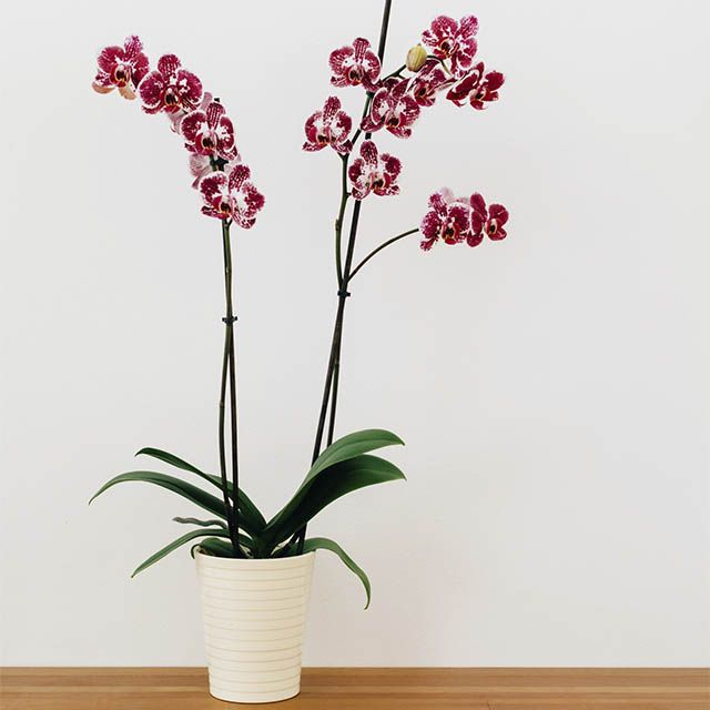 Orquídeas para el día de la madre