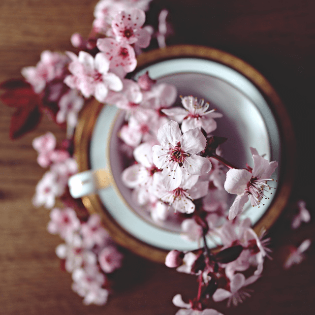 cerezo en flor | HCMN