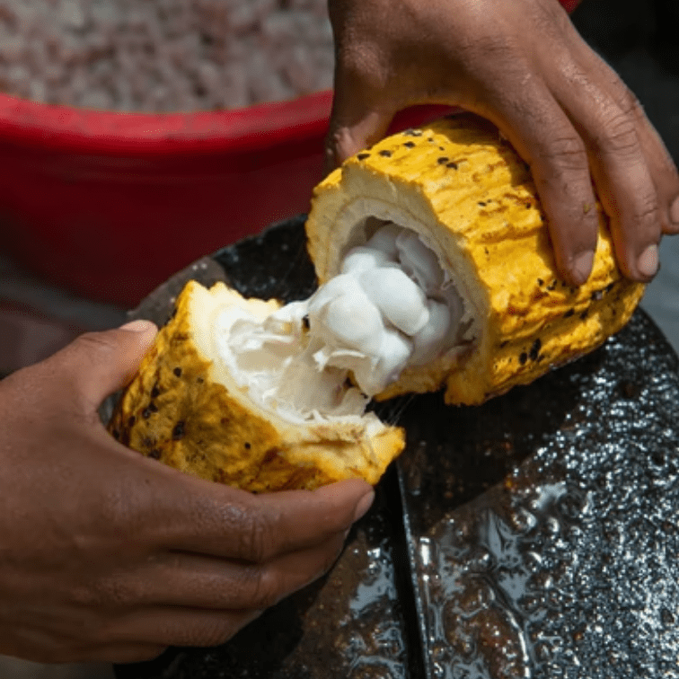 día mundial del cacao | HCMN